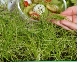 Microgreens - Spring breakfast - nasiona idealne jako dodatek do śniadania - zestaw 6 szt. + pojemnik do uprawy