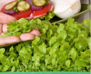 Microgreens - Sałata zielona - młode listki o unikalnym smaku - 1250 nasion