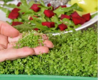 Microgreens – Rukiew wodna - młode listki o unikalnym smaku - 8000 nasion