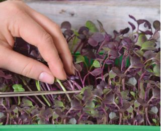 Microgreens - Rzodkiew - młode listki o unikalnym smaku - 255 nasion