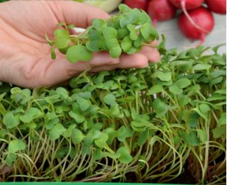 Microgreens - Rzodkiewka czerwona - młode listki o unikalnym smaku