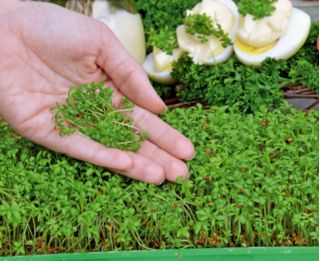 Microgreens - Spring breakfast - nasiona idealne jako dodatek do śniadania - zestaw 6 szt. + pojemnik do uprawy
