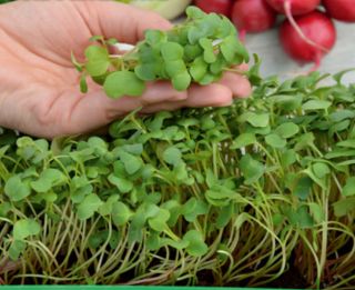 Microgreens - Bomba witaminowa - nasiona na dobre zdrowie - zestaw 10 szt. + pojemnik do uprawy