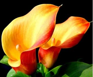 Zantedeschia, Calla - Kalla, Kalia pomarańczowa - 1 cebula