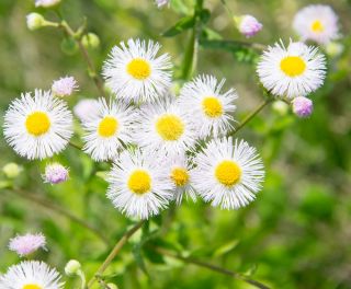 Aster tongolski - 160 nasion
