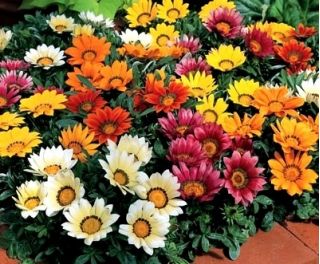 Gazania błyszcząca - 250 nasion