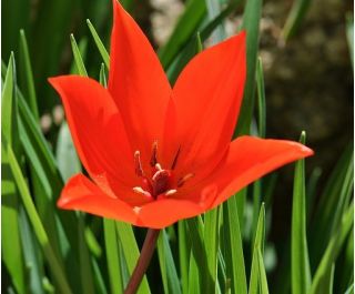 Tulipan botaniczny - niski - kolorowa mieszanka - 5 cebul