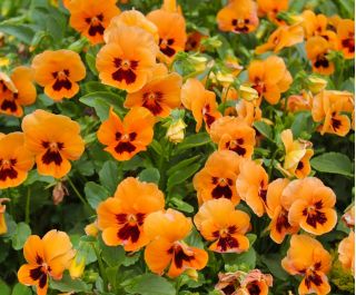 Bratek wielkokwiatowy - pomarańczowy z czarną plamą Orange mit Auge - 240 nasion