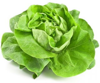 Sałata Królowa majowych - masłowa - NANO-GRO - 30% większe zbiory