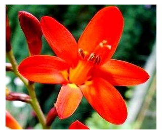 Krokosmia - mix kolorów - duża paczka! - 100 szt.