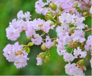 Lagerstroemia - 40 nasion