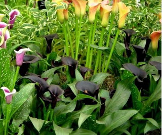 Calla Schwarzwalder - GIGA paczka! - 50 cebulek