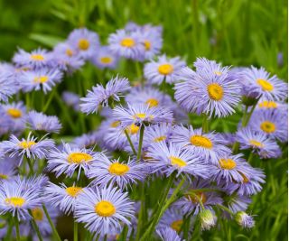 Aster tongolski - 160 nasion