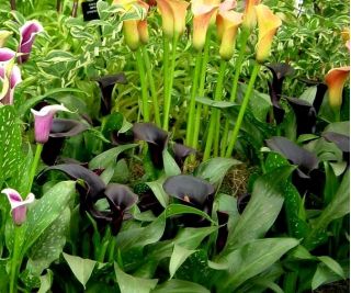 Zantedeschia, Calla - Kalla, Kalia Czarna - Schwarzwalder - 1 cebula