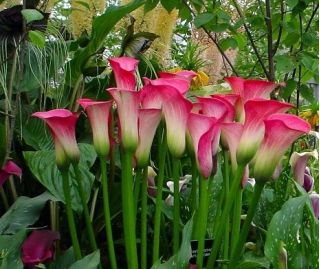 Zantedeschia, Calla – Kalla, Kalia Różowa - 1 cebula