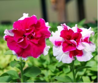Petunia o kwiatach pełnych - 50 nasion