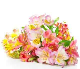 Alstremeria – oryginalna roślina kwitnąca do ogrodu! - 5 nasion
