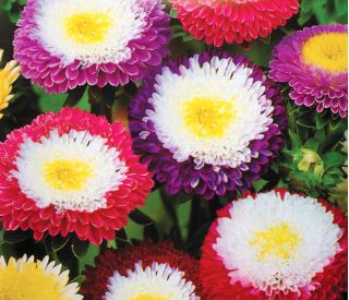 Aster chiński Supreme - mieszanka - 250 nasion