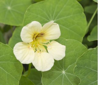 BIO Nasturcja wysoka - mieszanka kolorów - certyfikowane nasiona ekologiczne
