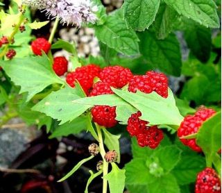 Komosa rózgowa - Strawberry Sticks - 120 nasion