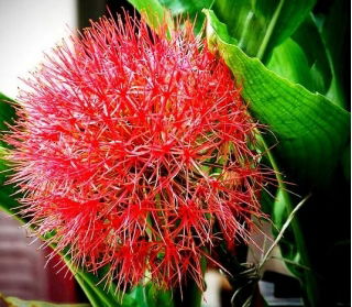 Krasnokwiat Katarzyny - GIGA paczka! - 50 szt.