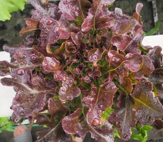 BIO Sałata liściowa - Red Salad Bowl - Certyfikowane nasiona ekologiczne