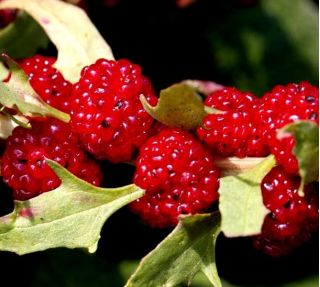 Komosa rózgowa - Strawberry Sticks - 120 nasion