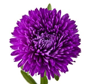 Aster chiński peoniowy fioletowy - 500 nasion