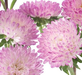 Aster peoniowy Anielka - biało-różowy
