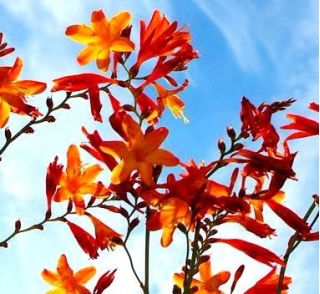 Krokosmia - mix kolorów - duża paczka! - 100 szt.