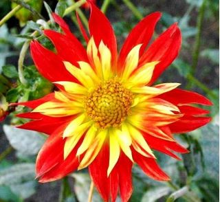 Dalia La Gioconda - 1 karpa