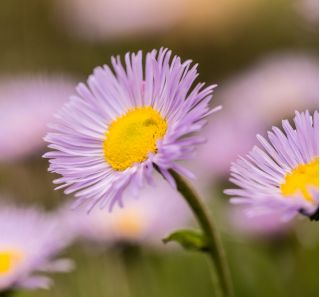 Aster tongolski - 160 nasion