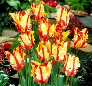 Tulipan Flaming Parrot - opak. 5 szt.