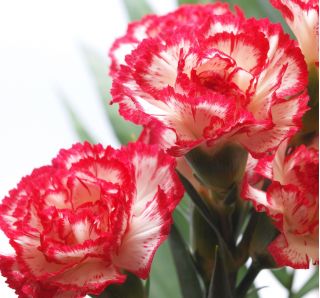 Goździk ogrodowy malinowy - Raspberry ripple - 110 nasion