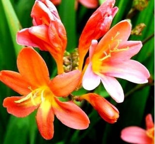 Krokosmia - mix kolorów - duża paczka! - 100 szt.