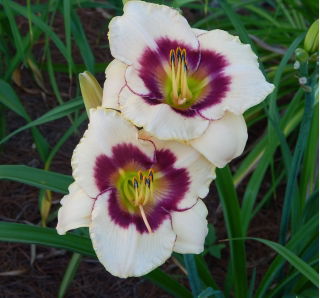 Liliowiec Blueberry Candy - duża paczka! - 10 szt.