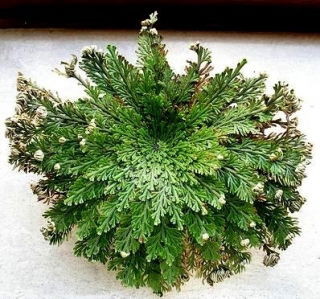 Róża jerychońska - Rose of Jericho - GIGA paczka! - 50 szt.