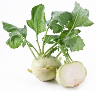 Kalarepa Wener Witte - 520 nasion