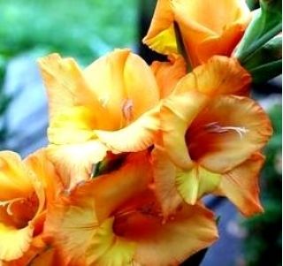 Gladiolus - Mieczyk Princess Margaret Rose - 5 cebulek