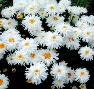 Złocień o kwiatach półpełnych Crazy Daisy - 160 nasion