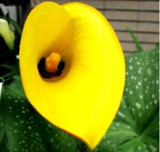 Calla Cream - GIGA paczka! - 50 cebulek
