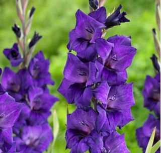Mieczyk Purple Flora - 5 cebul