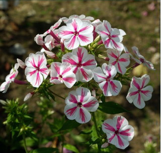 Floks (Phlox) - Płomyk wiechowaty - Twister - duża paczka! - 10 szt.