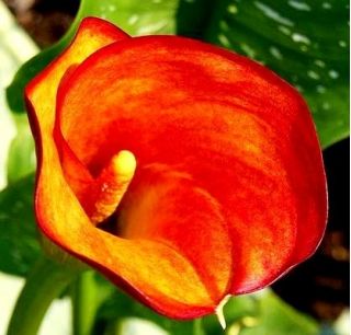 Zantedeschia, Calla - Kalla, Kalia pomarańczowa - 1 cebula