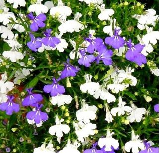 Lobelia biała - 3200 nasion