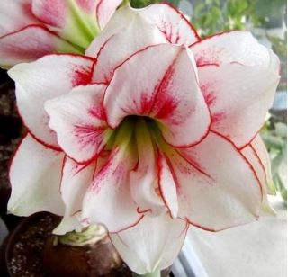 Hippeastrum, Amarylis, Zwartnica - Aphrodite - 1 cebula