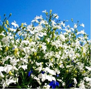 Lobelia biała - 3200 nasion