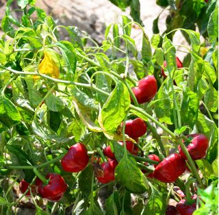 Papryka Peppino F1 - ostra, doniczkowa - 10 nasion