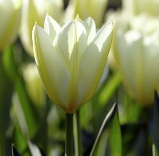 Tulipan niski White Purissima - 5 cebulek