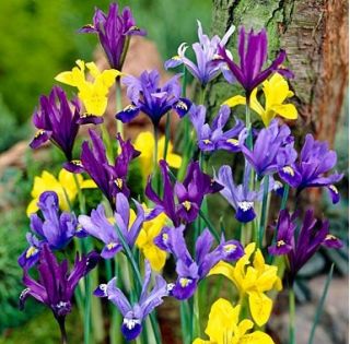 Irys botaniczny - mieszanka kolorów - duża paczka! - 100 szt.